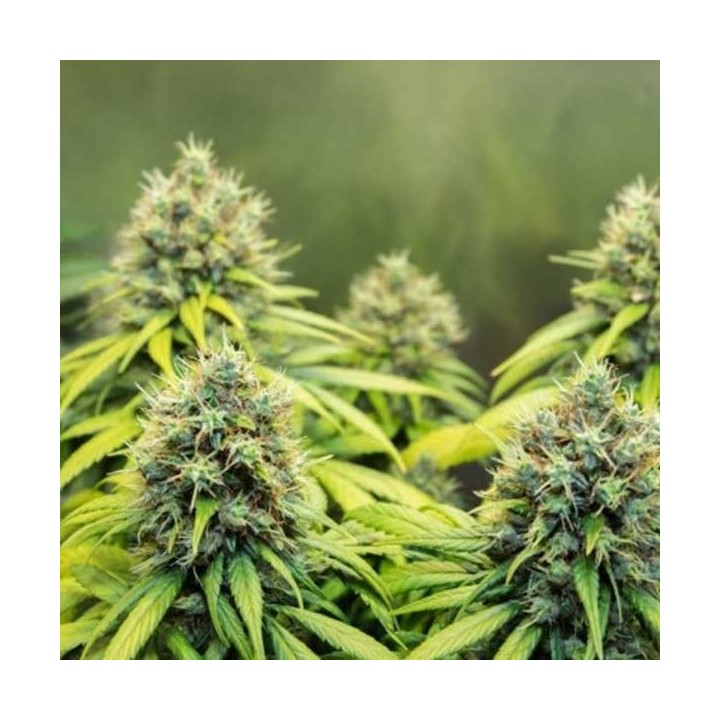 Therapy Feminizada de CBD Crew Seeds