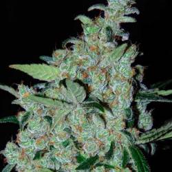 Purple Mexican Feminizada de Cannabiogen Seeds