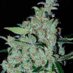 Purple Mexican Feminizada