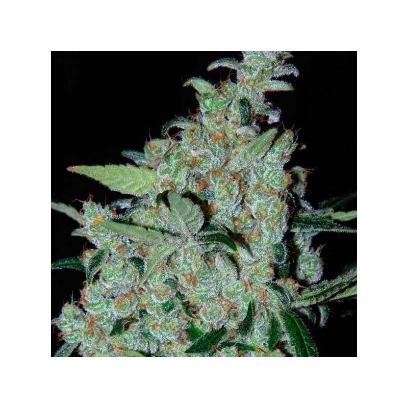 Purple Mexican Feminizada de Cannabiogen Seeds