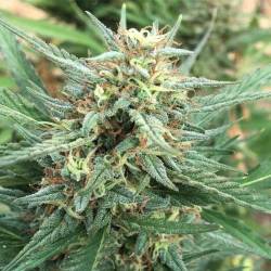 Durban Regular de Cannabiogen Seeds