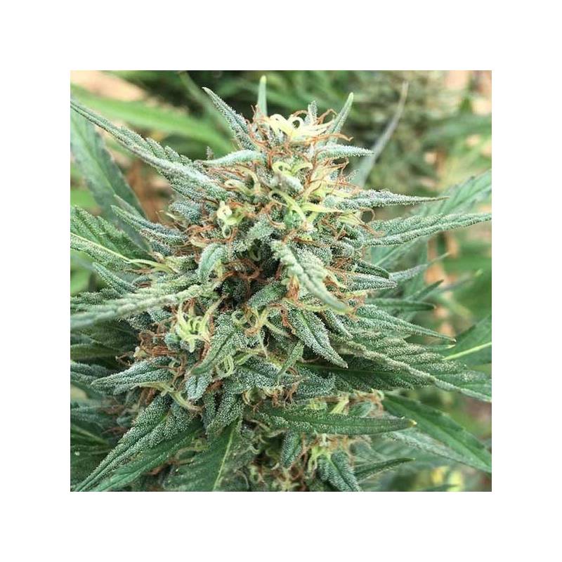 Durban Regular de Cannabiogen Seeds