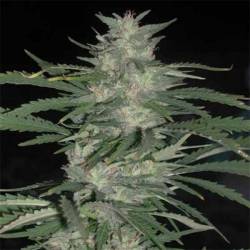 Nepal Highland Regular de Cannabiogen Seeds