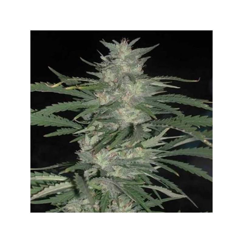 Nepal Highland Regular de Cannabiogen Seeds