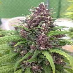 Pakistan Chitral Kush Regular de Cannabiogen Seeds