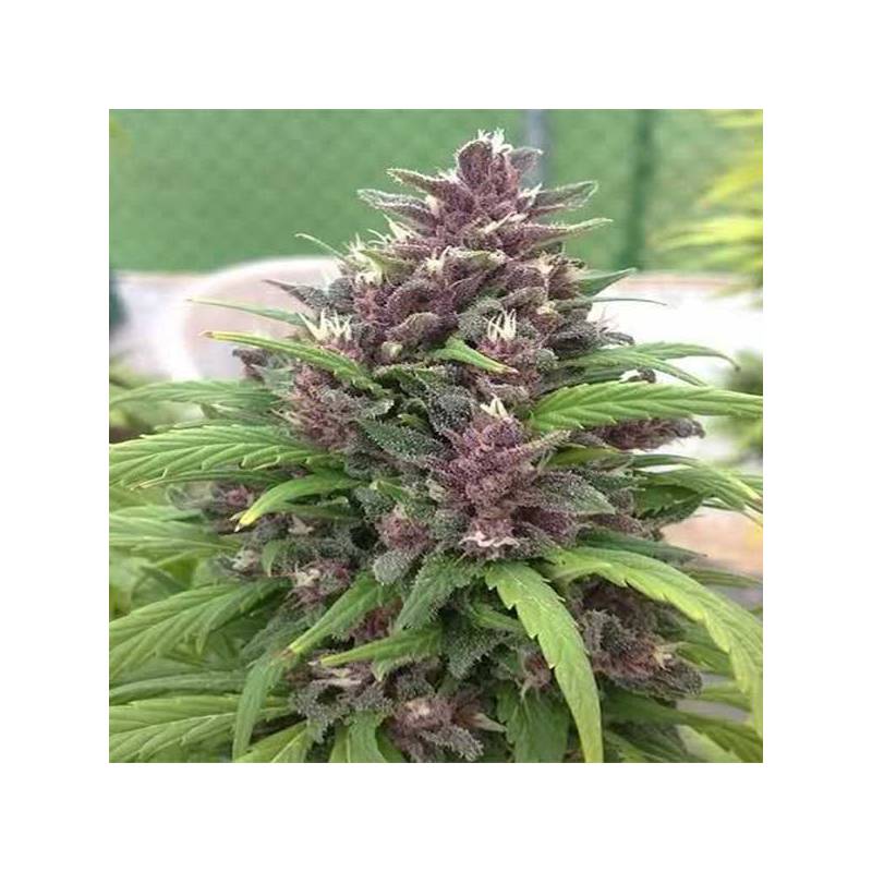 Pakistan Chitral Kush Regular de Cannabiogen Seeds Pakistan Chitral Kush Regular de Cannabiogen Seeds