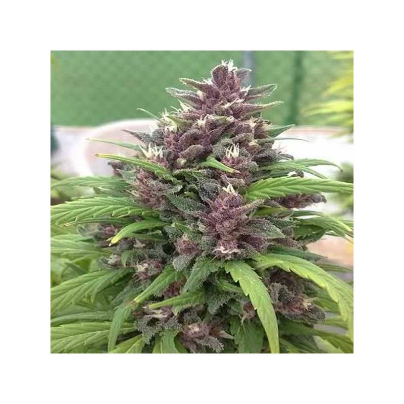 Pakistan Chitral Kush Regular de Cannabiogen Seeds