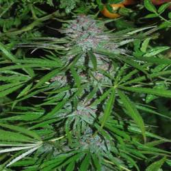 Panama Regular de Cannabiogen Seeds