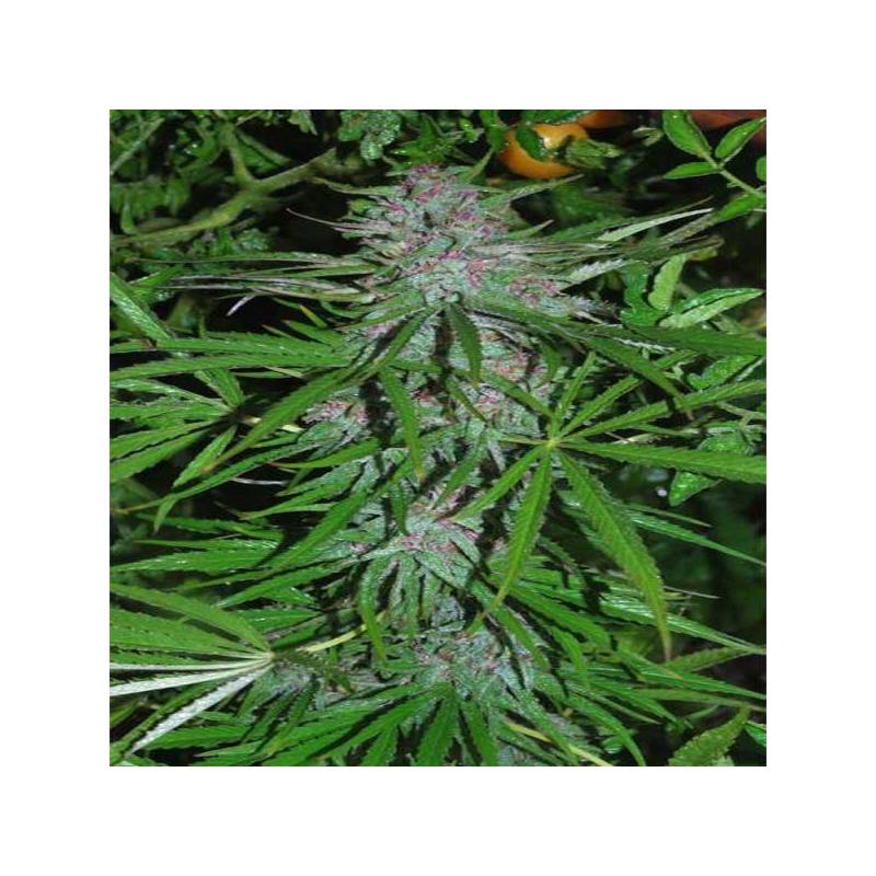 Panama Regular de Cannabiogen Seeds