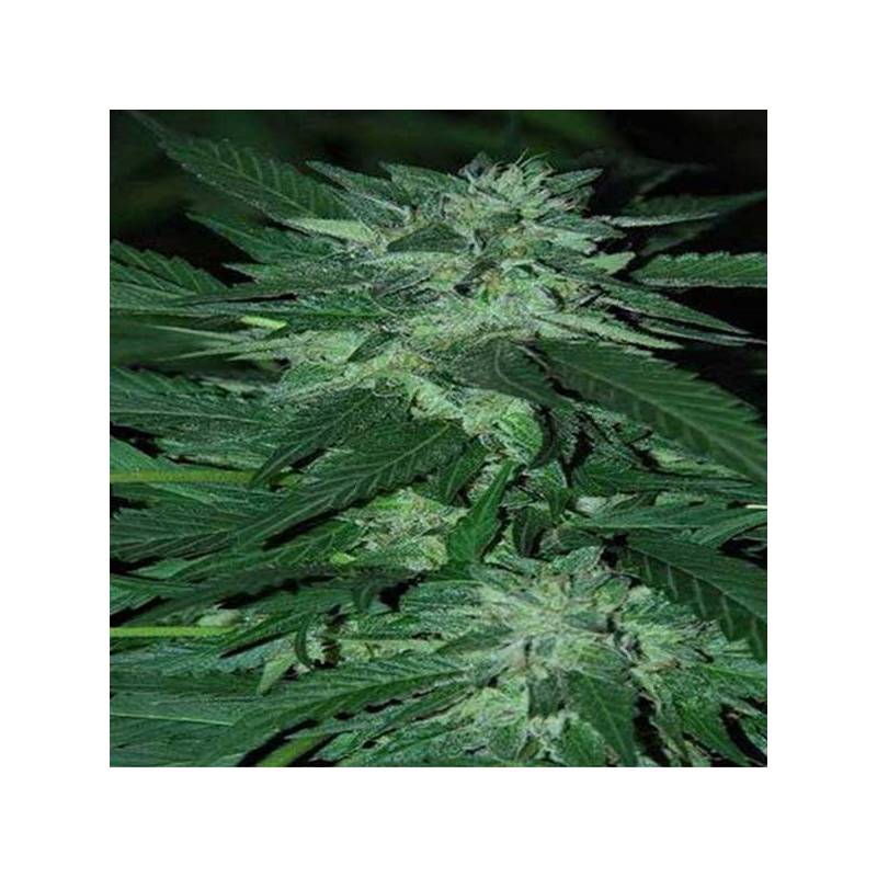 Bubba Delight Feminizada de Cannabiogen Seeds