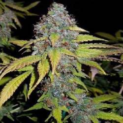 Hash Fruit Feminizada de Cannabiogen Seeds