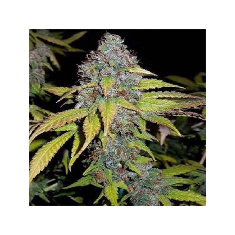 Hash Fruit Feminizada de Cannabiogen Seeds