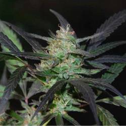 Mangobiche Kush Feminizada de Cannabiogen Seeds