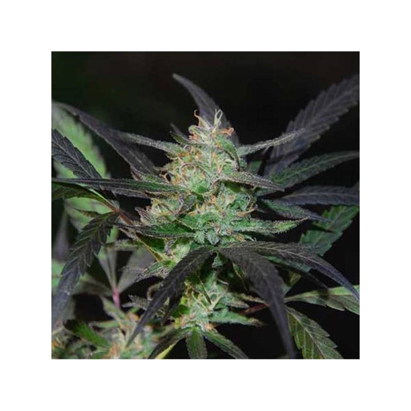 Mangobiche Kush Feminizada de Cannabiogen Seeds