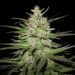 Caribe Regular de Cannabiogen Seeds