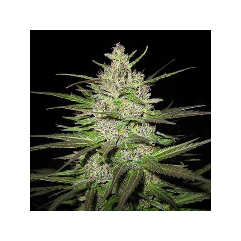 Caribe Regular de Cannabiogen Seeds