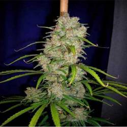 Destroyer Regular de Cannabiogen Seeds