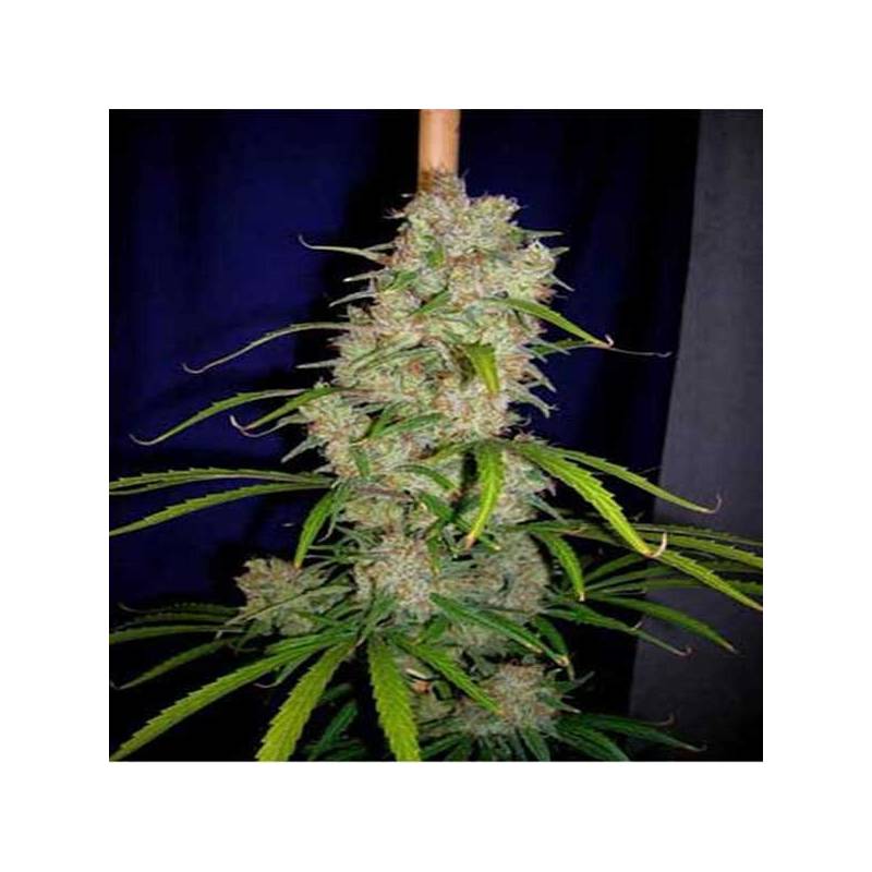 Destroyer Regular de Cannabiogen Seeds