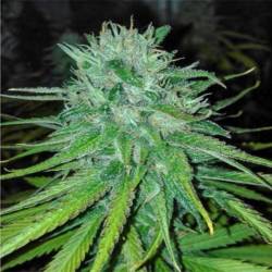 Michoacan Cream Feminizada de Cannabiogen Seeds