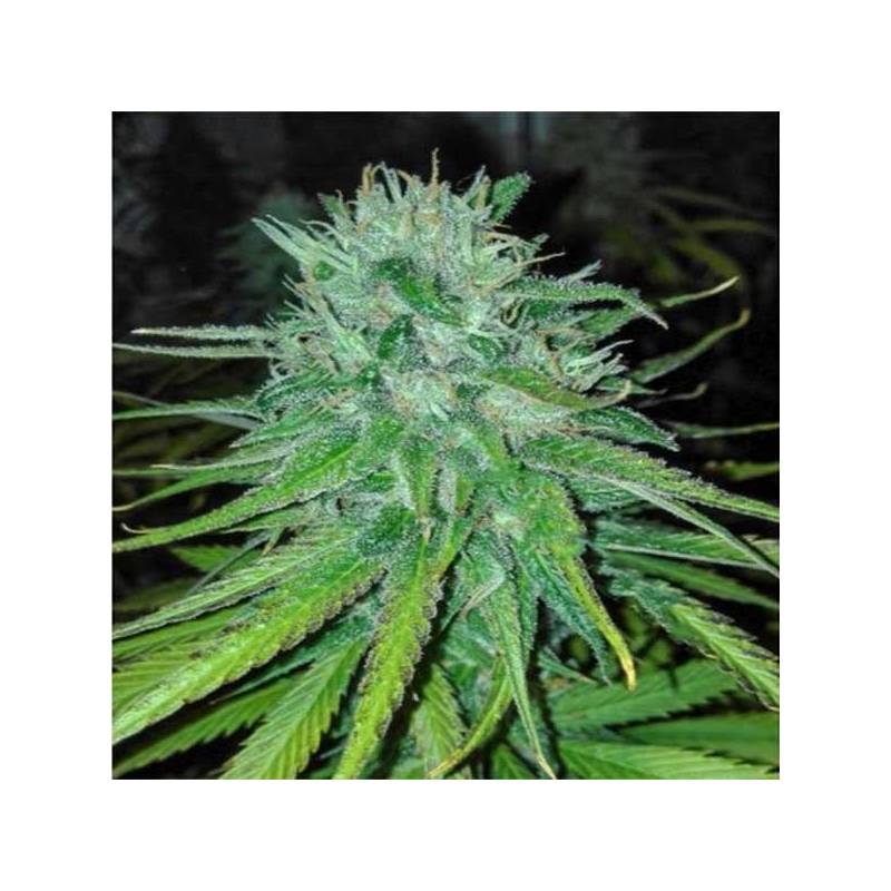 Michoacan Cream Feminizada de Cannabiogen Seeds