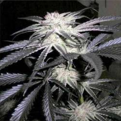 Peyote Purple Feminizada de Cannabiogen Seeds