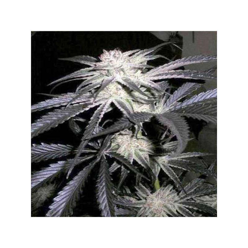 Peyote Purple Feminizada de Cannabiogen Seeds