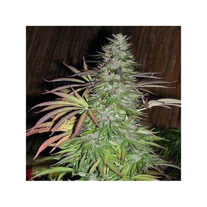 Sugarloaf Regular de Cannabiogen Seeds