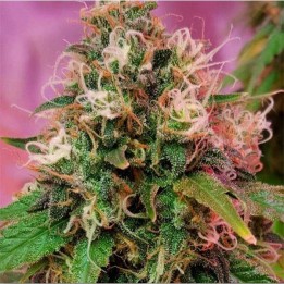 OG Kush Feminizada de CBD Crew Seeds