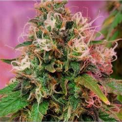 OG Kush Feminizada de CBD Crew Seeds