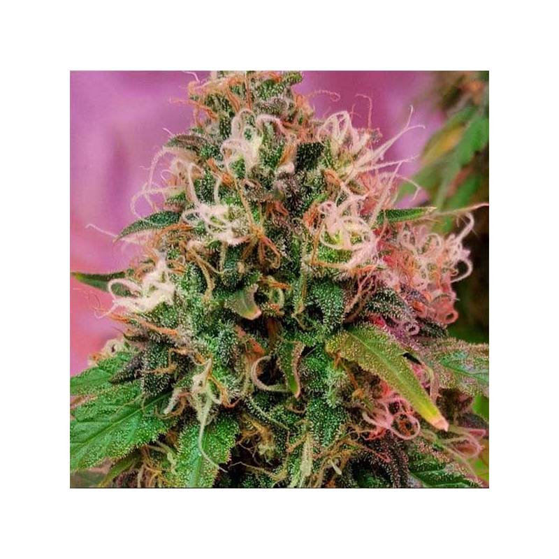 OG Kush Feminizada de CBD Crew Seeds