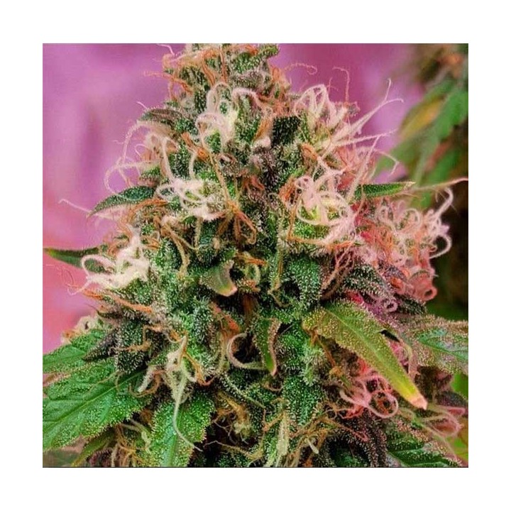 OG Kush Feminizada de CBD Crew Seeds