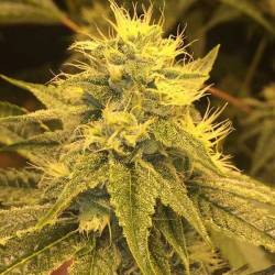 Divine Regular de CBD Crew Seeds