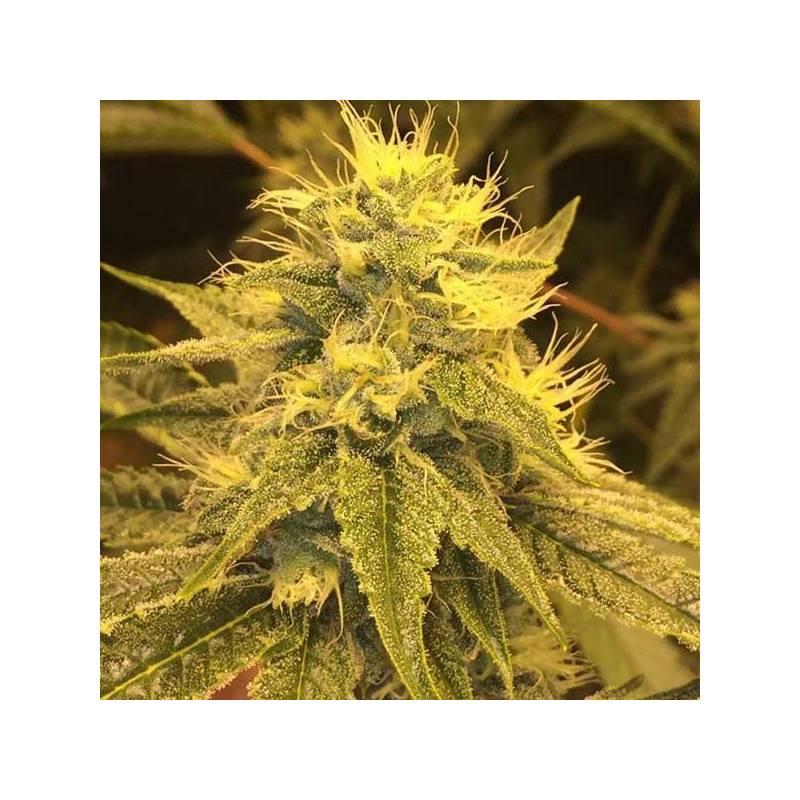 Divine Regular de CBD Crew Seeds