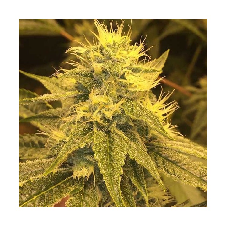 Divine Regular de CBD Crew Seeds