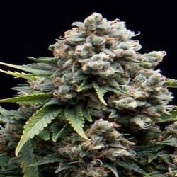 AK Autofloreciente Feminizada de Cbd Seeds