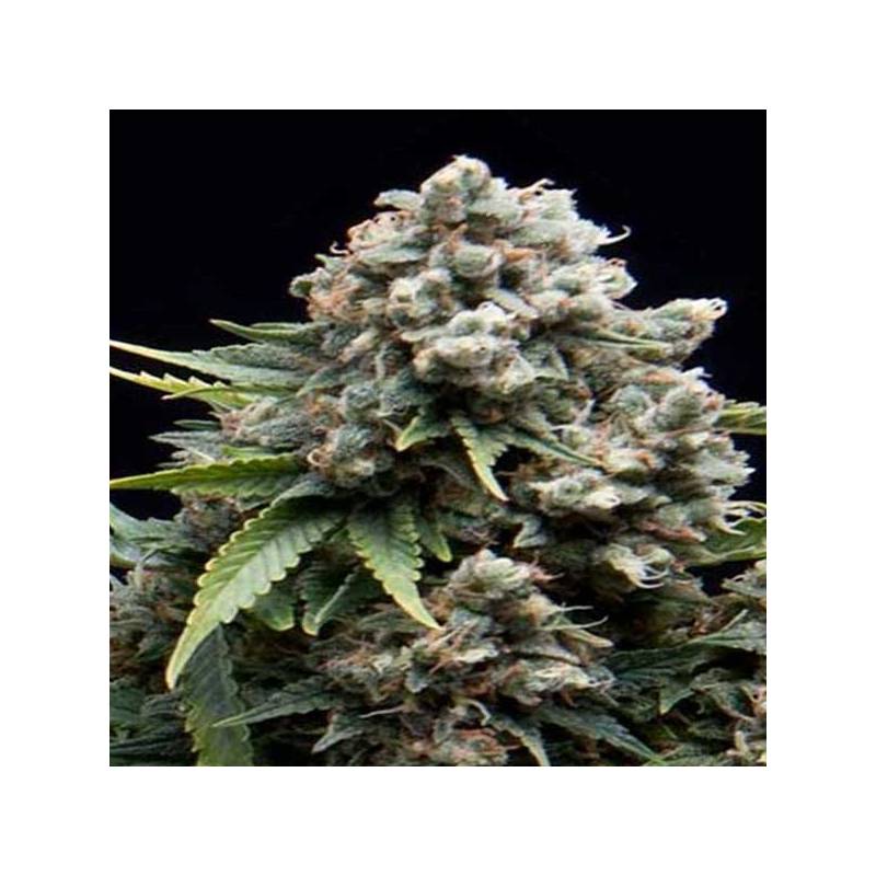 AK Autofloreciente Feminizada de Cbd Seeds