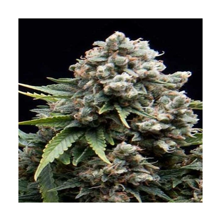 AK Autofloreciente Feminizada de Cbd Seeds