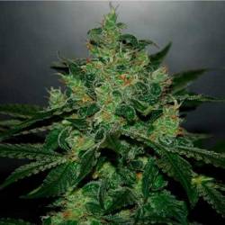 Critical Jack Herer Autofloreciente Feminizada de Delicious