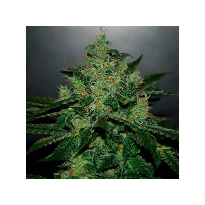 Critical Jack Herer Autofloreciente Feminizada de Delicious