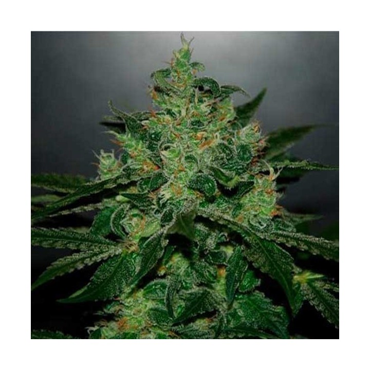 Critical Jack Herer Autofloreciente Feminizada de Delicious