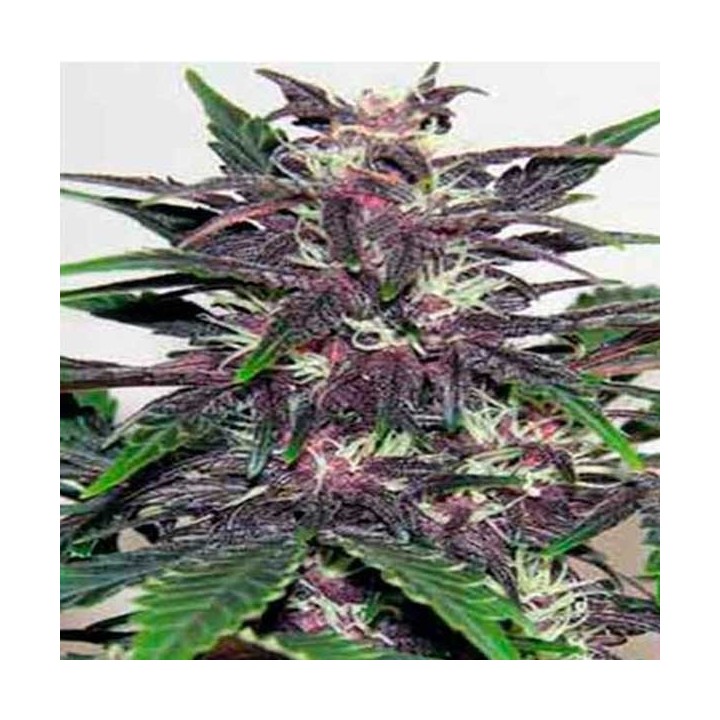 Dark Purple Autofloreciente Feminizada de Delicious