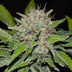 Deep Mandarine Cbd Family -...