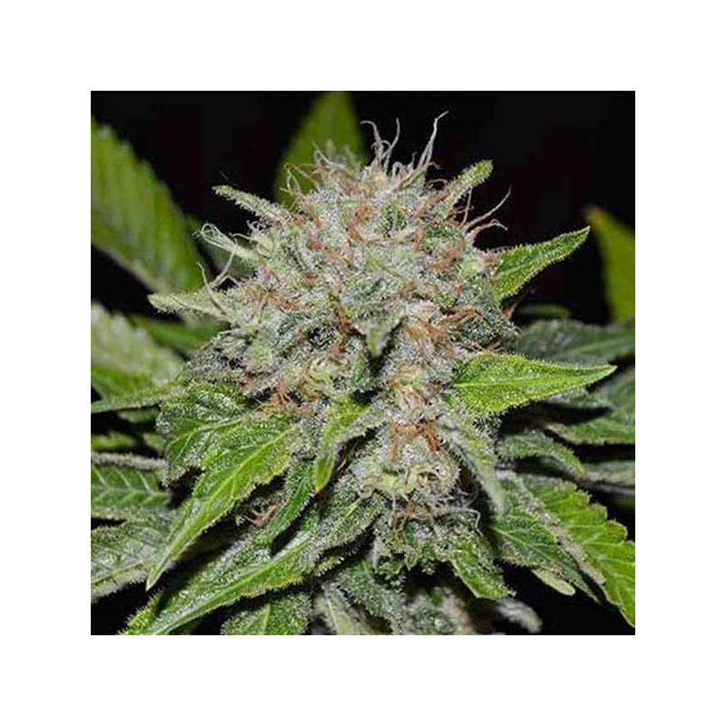 Deep Mandarine CBD FAMILY - Feminizada de Delicious