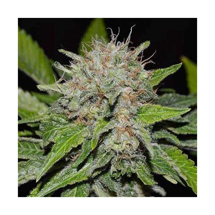 Deep Mandarine CBD FAMILY - Feminizada de Delicious