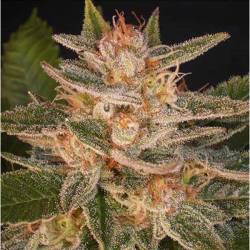 Delicious Candy (Indica Line) Feminizada de Delicious