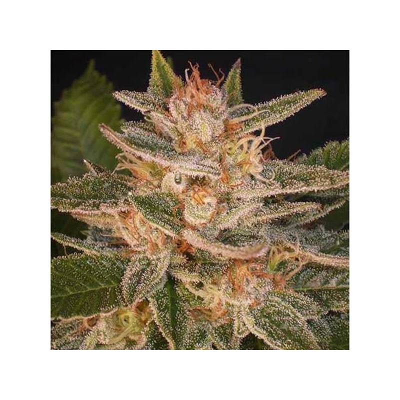 Delicious Candy (Indica Line) Feminizada de Delicious