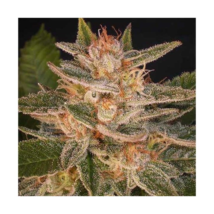 Delicious Candy (Indica Line) Feminizada de Delicious