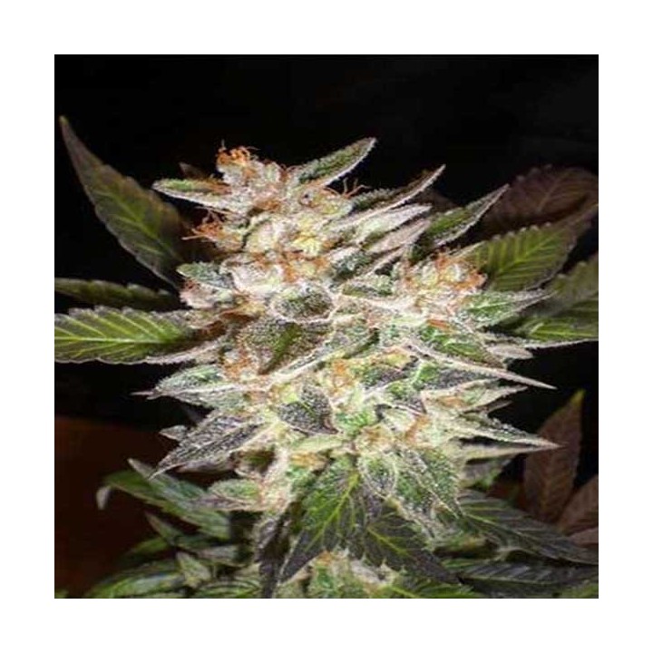 Delicious Candy Autofloreciente Feminizada de Delicious