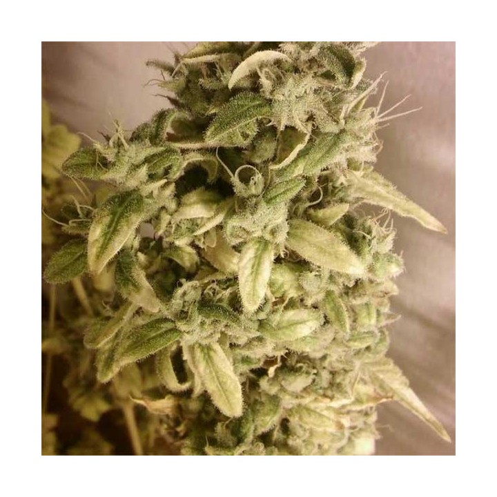 Unknow Kush Regular de Delicious