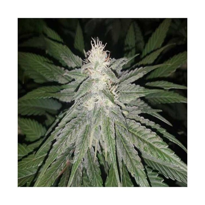 Eleven Roses (Indica Line) Feminizada de Delicious
